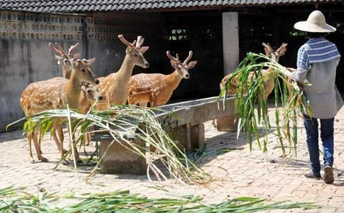 申論熱點：禁食野生動物要避免誤傷養(yǎng)殖業(yè)